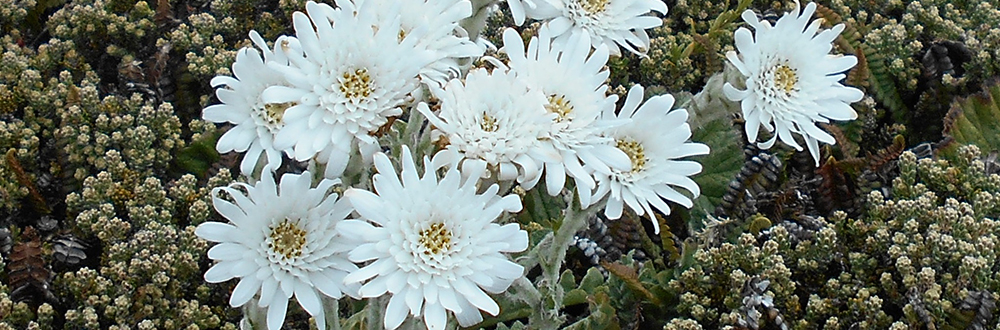 List of plants and flowers Falkland Islands, vanilla daisy image